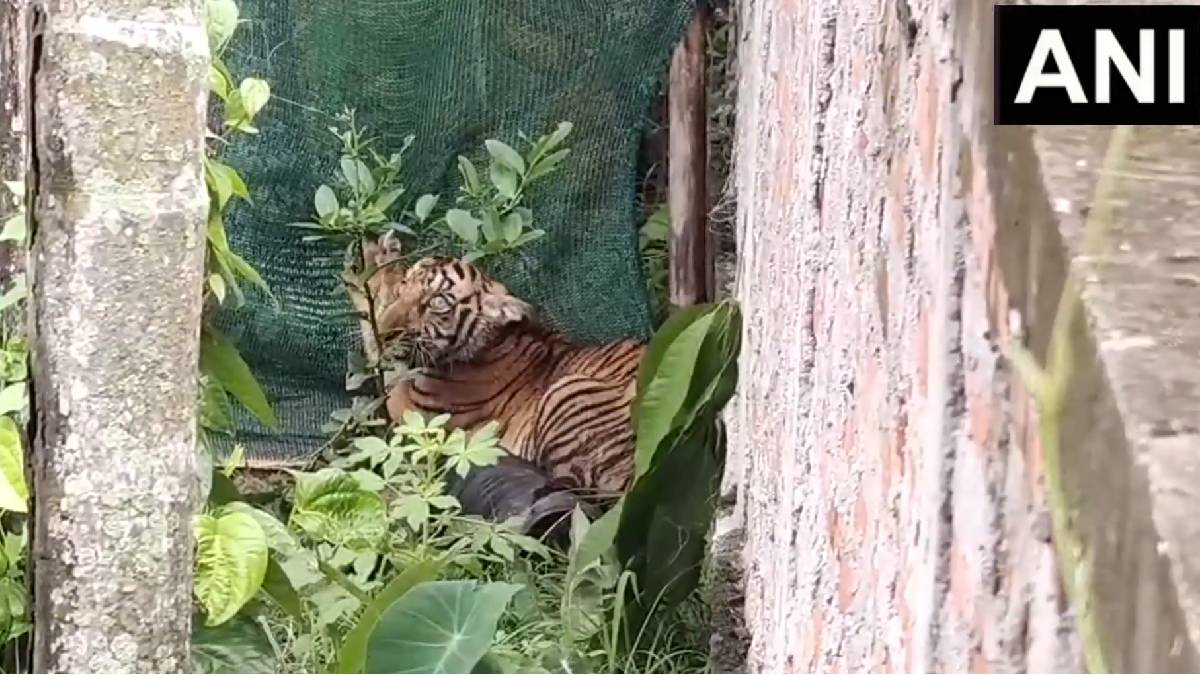Royal Bengal Tiger Spotted Near Naya Gaon in Assam With Forelimbs Trapped in Net, Rescue Underway