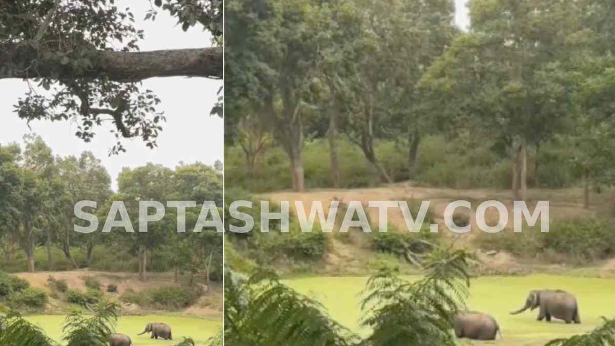 Leopard Watches Elephants From Tree