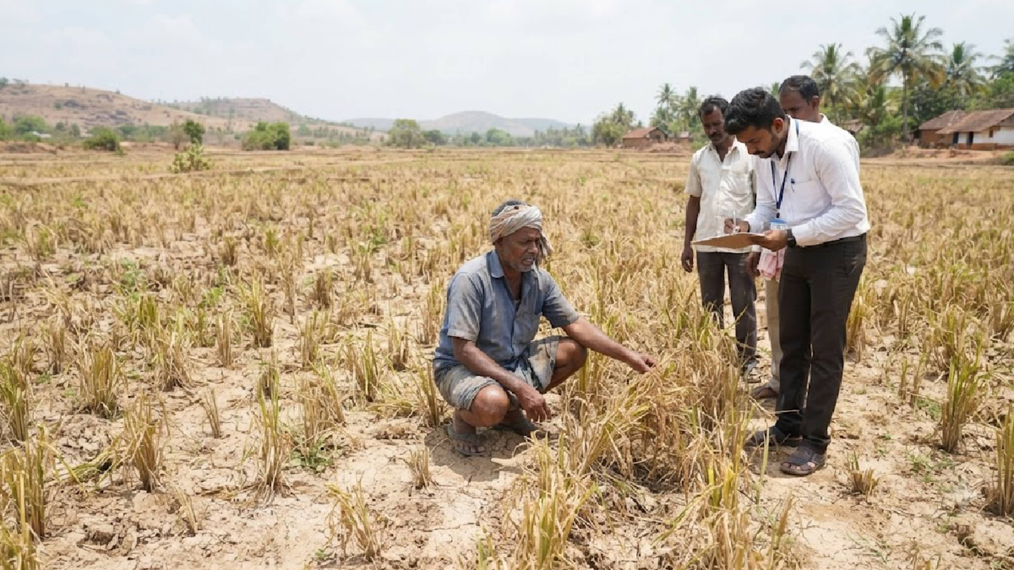 ಬಂಟ್ವಾಳದಲ್ಲಿ 85.3 ಹೆಕ್ಟೇರ್ ಭತ್ತದ ಬೆಳೆ ಹಾನಿ; ₹1.35 ಕೋಟಿ ಪರಿಹಾರದ ನಿರೀಕ್ಷೆ!!