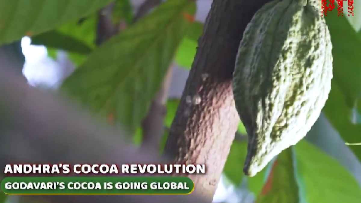 Andhra Pradesh’s Cocoa Push: How Godavari Is Building a New Chocolate Hub