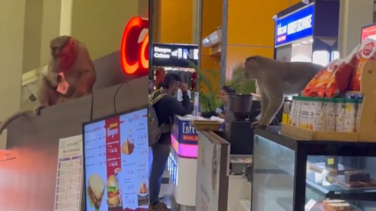 Monkey at Chennai Airport | Photo Credit: https://x.com/BoyMadras/