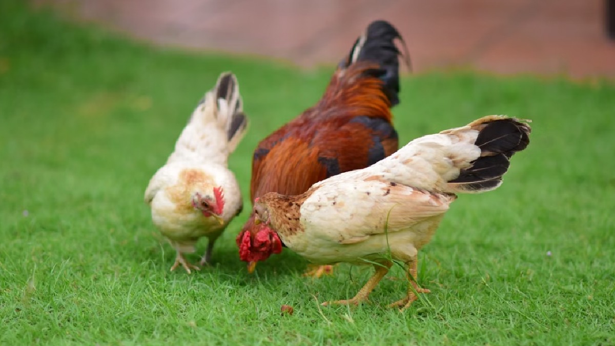 Bengaluru Chicken Shops Shut for Two Days as Poultry Traders Protest Waste Disposal Fee
