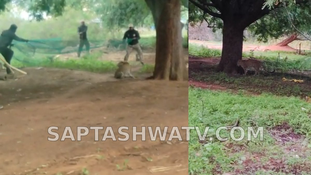 ತುಮಕೂರಲ್ಲಿ ಗ್ರಾಮದೊಳಗೆ ನುಗ್ಗಿದ್ದ ಚಿರತೆ ಸೆರೆ, ಅರಣ್ಯ ಇಲಾಖೆ ಭರ್ಜರಿ ಕಾರ್ಯಾಚರಣೆ!!
