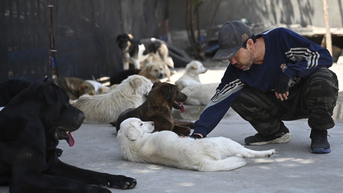 China’s Stray Dog Control Measures Draw Attention as Major Cities Tighten Urban Management