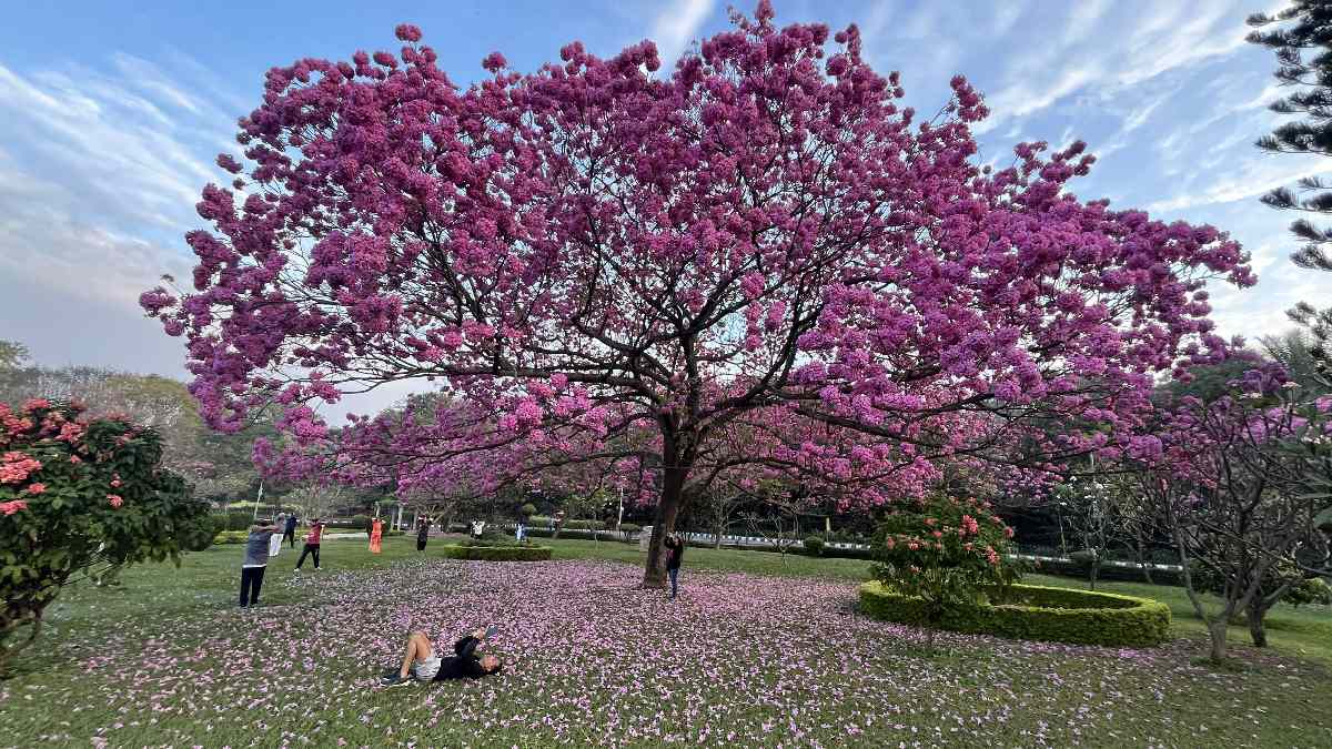 Cubbon Park Entry Fee? Horticulture Department Weighs Proposal Amid Rising Footfall in Bengaluru