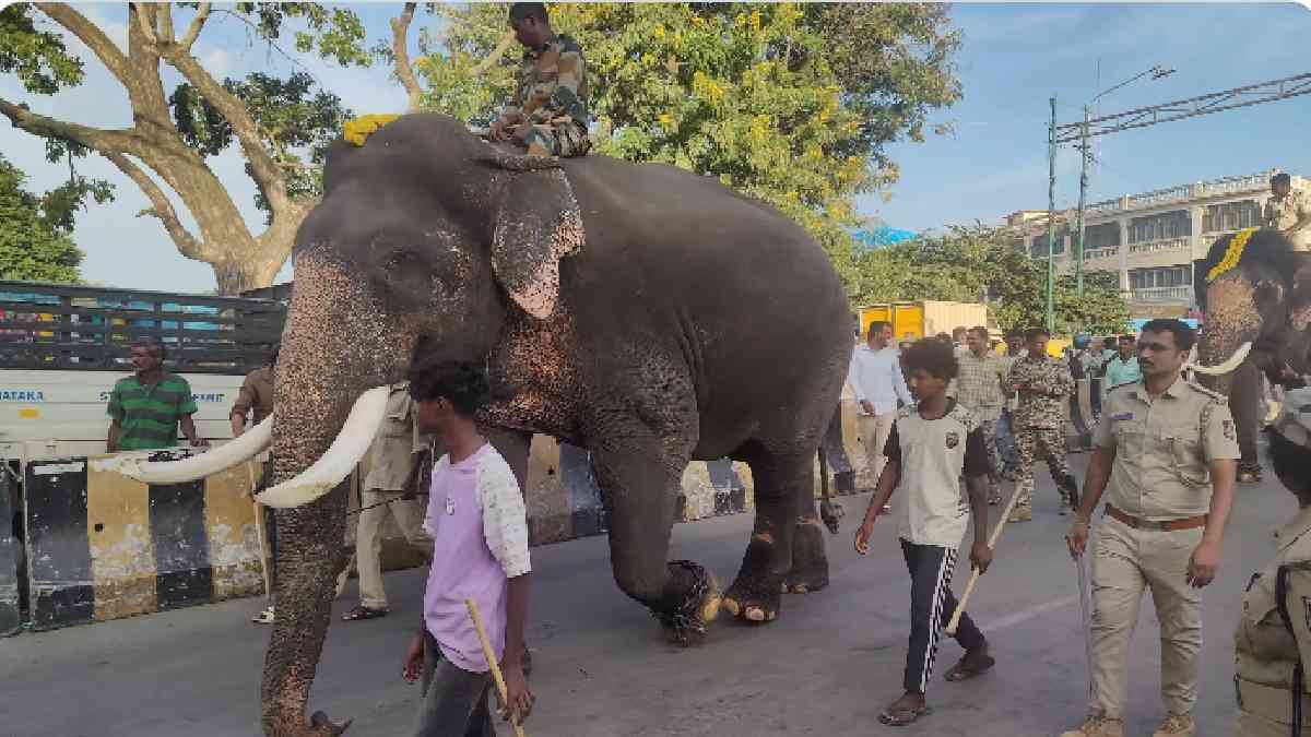 Mysuru Dasara Elephants Get a New Diet: Ghee Removed, Avalakki and Curd Added