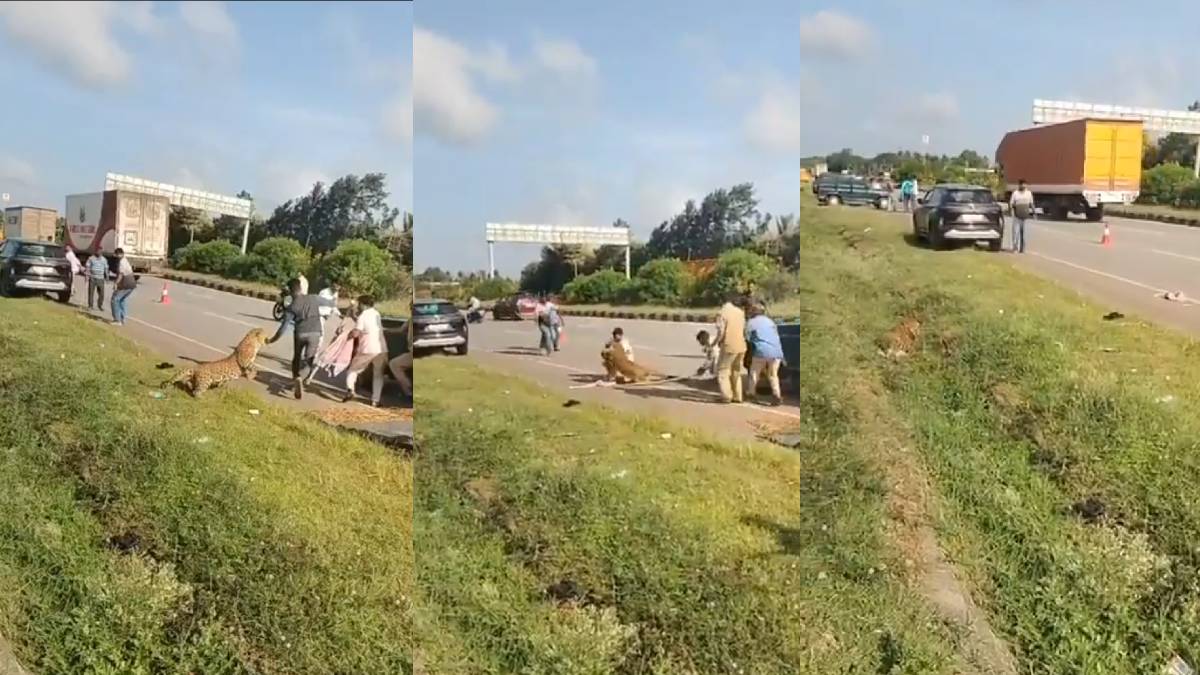 Leopard Attacks Forest Official During Rescue Operation in Karnataka’s Davangere