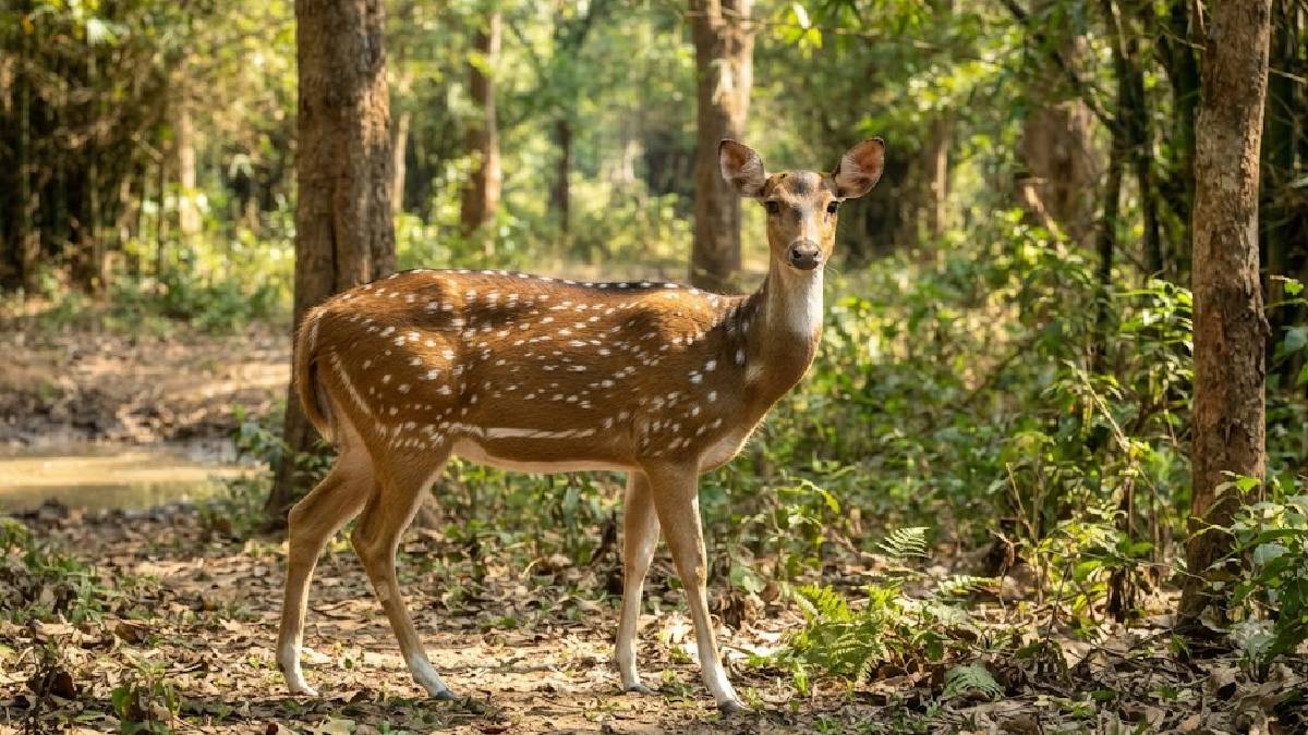 ಶಿವಮೊಗ್ಗದಲ್ಲಿ ಜಿಂಕೆ ಬೇಟೆ ಆರೋಪ; 35 ಕೆಜಿ ಮಾಂಸ ವಶ, ಇಬ್ಬರ ಬಂಧನ!!