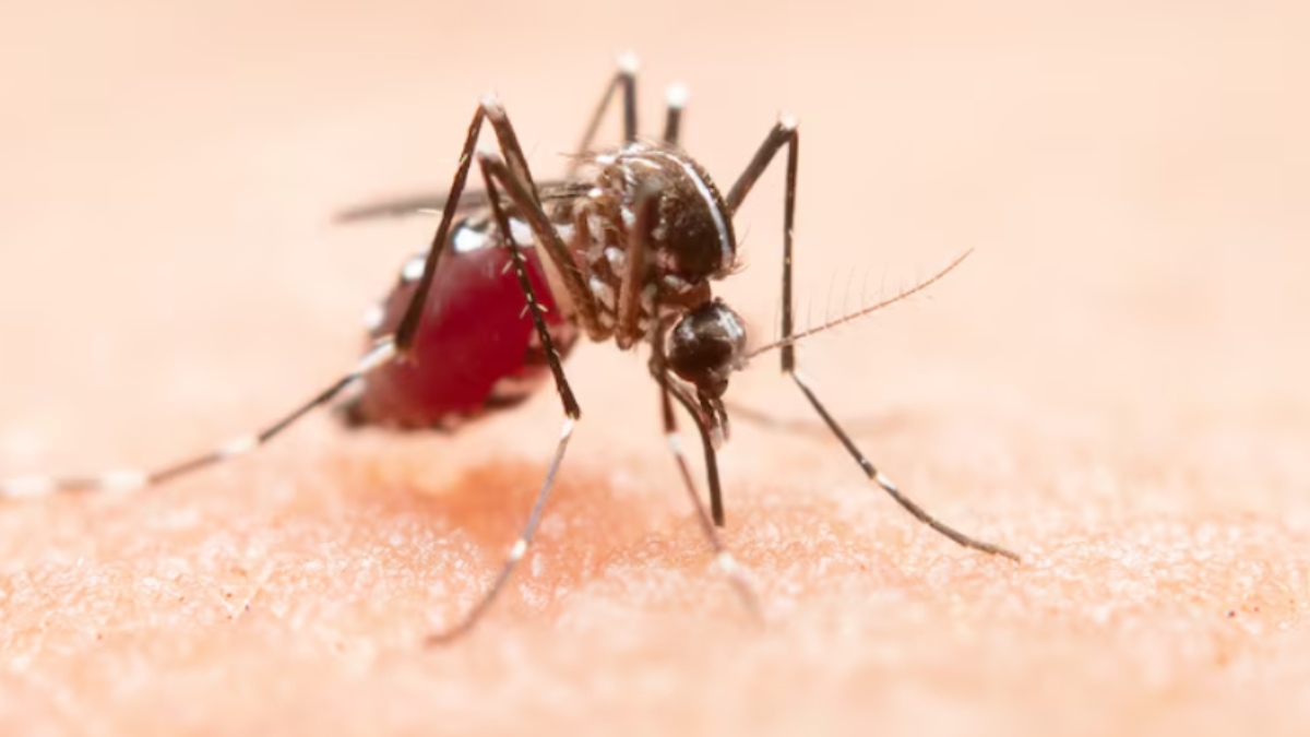 Delhi Dengue Alert: 121 Cases in September as MCD Reports Rising Mosquito-Borne Diseases