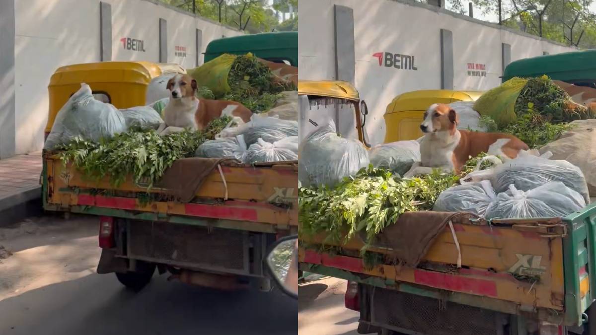 ಬೆಂಗಳೂರಿನಲ್ಲಿ ತರಕಾರಿ ತುಂಬಿದ ವಾಹನದ ಮೇಲೆ ನಾಯಿ; ಸ್ವಚ್ಛತೆ ಬಗ್ಗೆ ನೆಟ್ಟಿಗರ ಪ್ರಶ್ನೆ!!