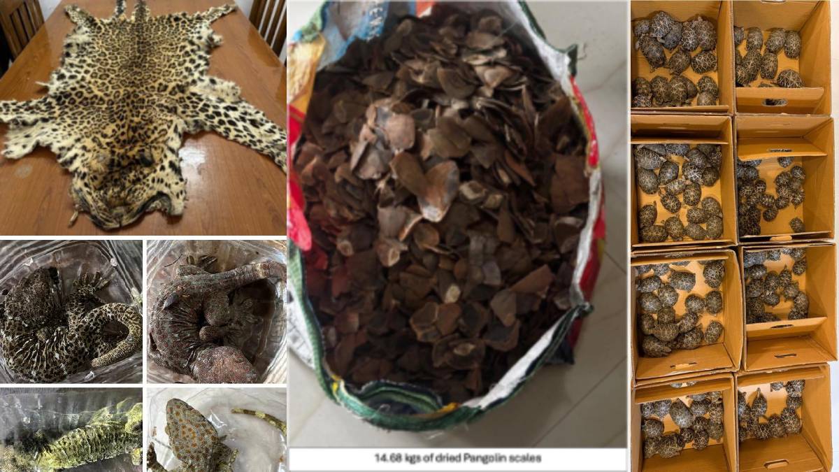 DRI Wildlife Crackdown: 13 Arrested, Leopard Pelts & Tiger Bones Seized | Photo Credit: https://x.com/thetatvaindia
