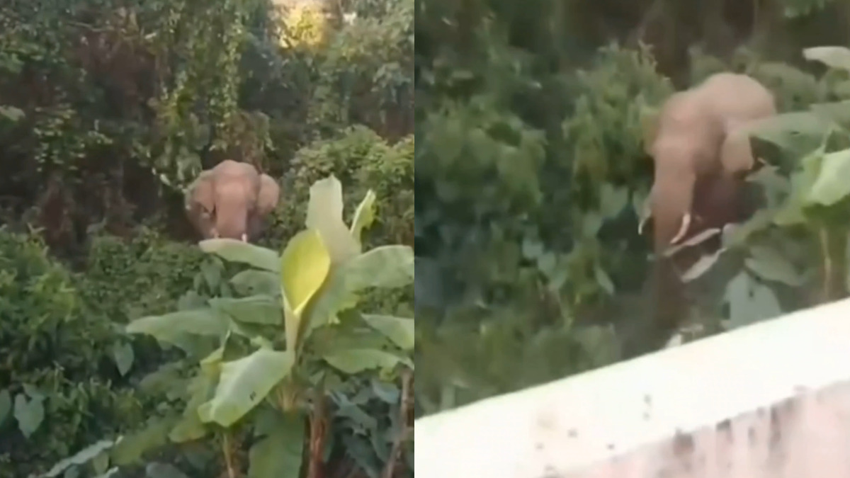ಬೆಂಗಳೂರಿನ ಕೆಂಗೇರಿಯಲ್ಲಿ ಆತಂಕ-ಆನೆ ದಾಳಿಗೆ ವ್ಯಕ್ತಿ ಬ*ಲಿ? ಅಧಿಕಾರಿಗಳಿಂದ ಪರಿಶೀಲನೆ!!