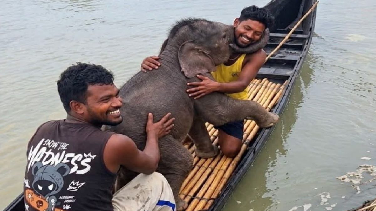 Newborn Elephant Calf Swept Away By Teesta River Rescued, Reunited With Mother