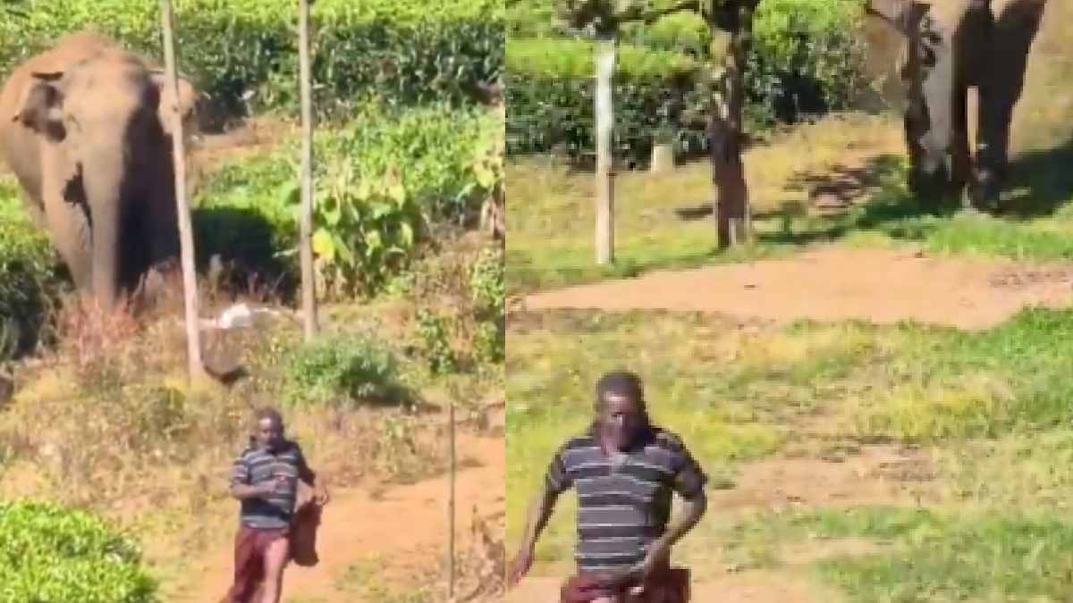 Munnar Elephant Scare: Wild Elephant Chases Worker in Kannimoolai