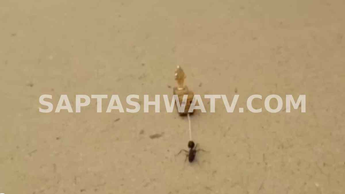 Ant-Sized Ganesha Chariot: Miniature Artist’s Remarkable Creation Goes Viral