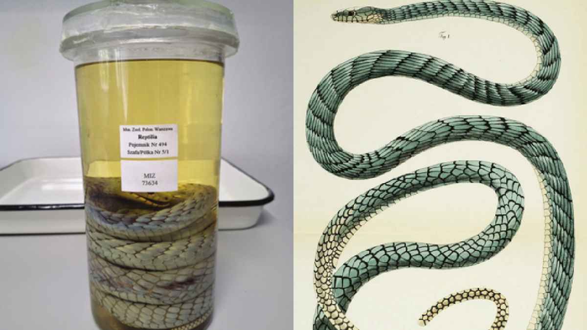 140-Year Mystery Solved? Scientists Rediscover ‘Ghost’ Green Mamba