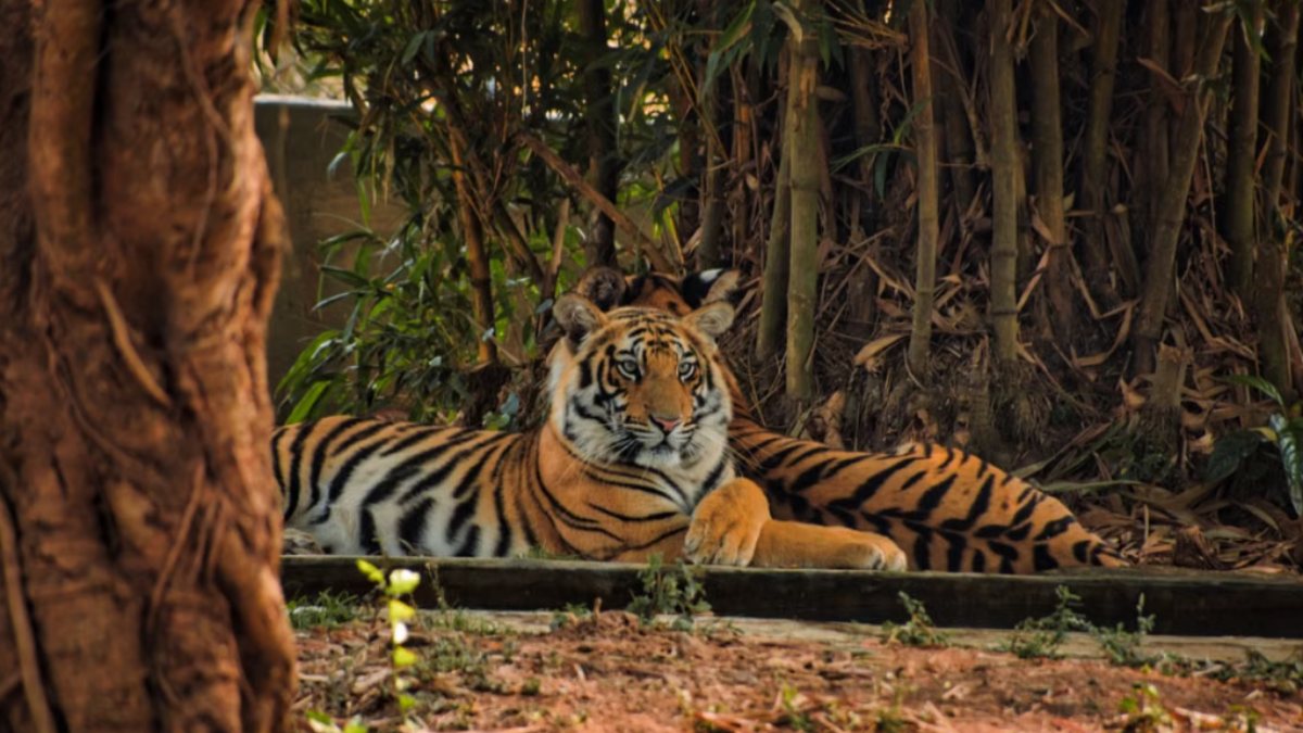 Indravati Tiger Reserve To Welcome Tourists After 40 Years, Safari Preparations Underway