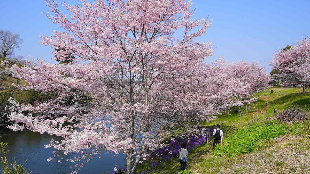 Cherry Blossom Season in Japan: 10 Places Beyond Tokyo to Visit