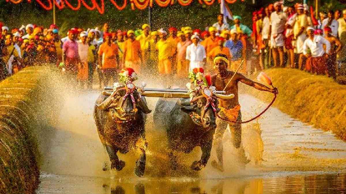 Mysuru Dasara 2026 to Bring Coastal Kambala Thrill: Massive 25-Acre Arena Takes Shape