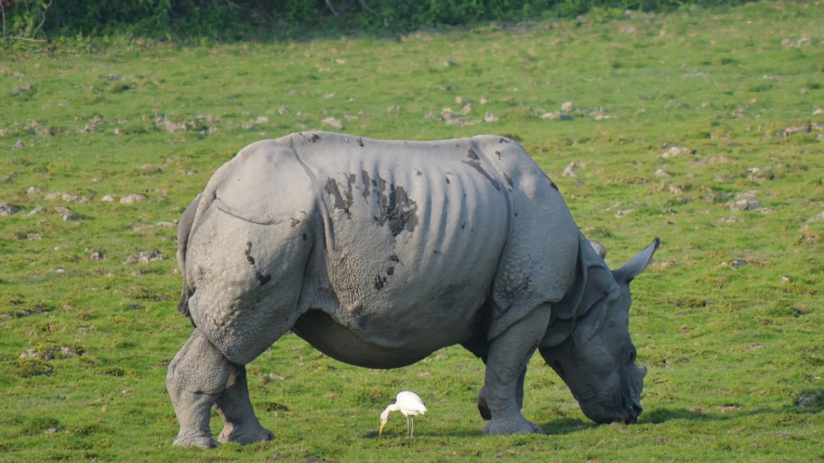 World Rhino Day 2026: Why Kaziranga Is The Global Stronghold Of One-Horned Rhinos