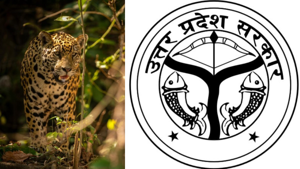 Bahraich Leopard Attack: Woman Killed While Picking Vegetables Near Home