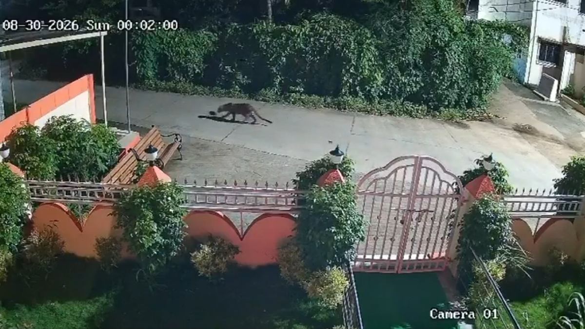 Leopard Captures Puppy in Palghar, Then Walks Away Without Hurting It
