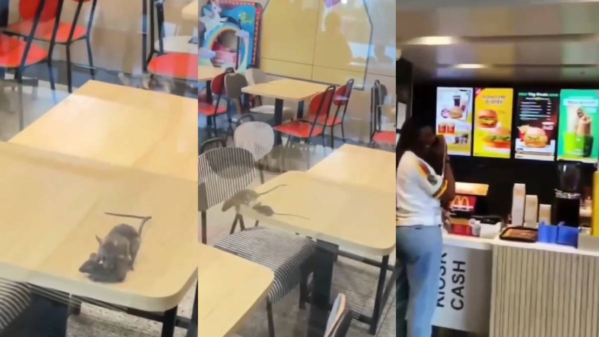 Rats Spotted at McDonald’s Rajkot Outlet; RMC Imposes ₹3,000 Fine