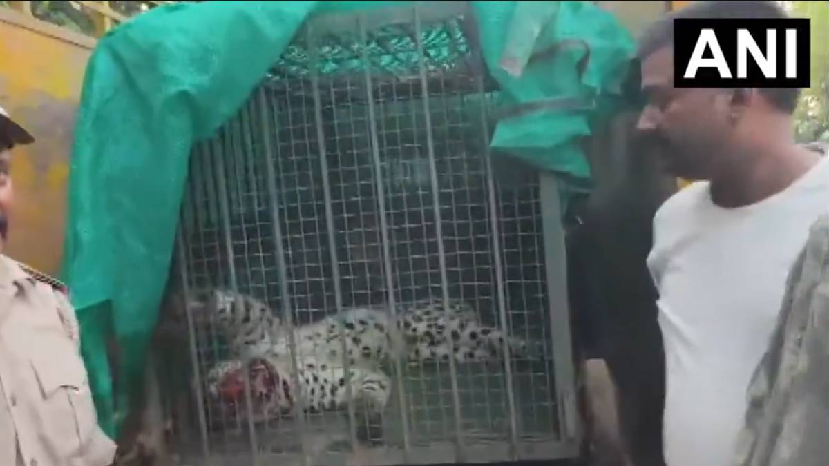 Moradabad Leopard Rescue: Forest Department Captures Leopard in Saijani Village After Multiple Sightings