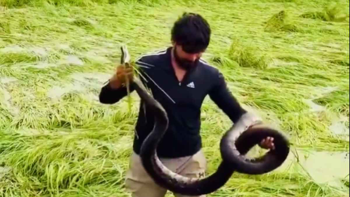 ಕೆಸರಿನ ಗದ್ದೆಯಲ್ಲಿ ದೈತ್ಯ ಹಾವು ಪತ್ತೆ - ಯುವಕನ ಸಾಹಸ ಕಂಡು ನೆಟ್ಟಿಗರು ಬೆಚ್ಚಿಬಿದ್ದರು!!