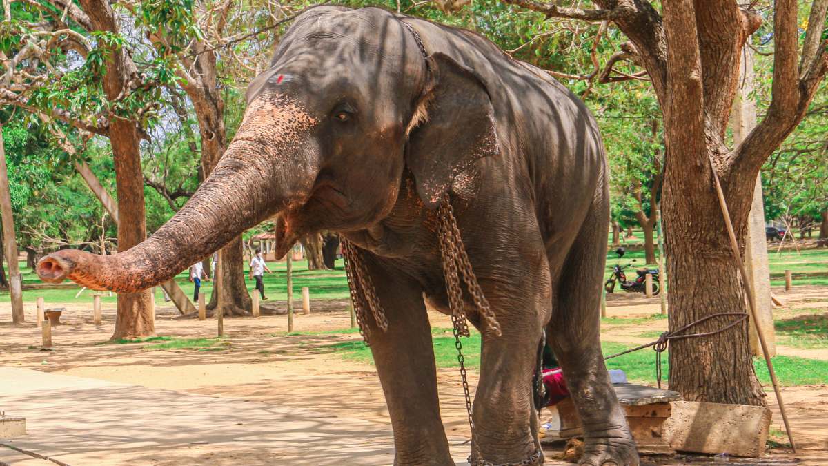Madhya Pradesh Seeks Trained Elephants From Tamil Nadu, Kerala, Assam And Bengal