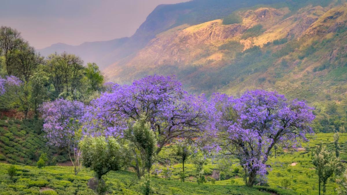 Munnar Turns Blue-Violet As 12-Year Neelakurinji Bloom Returns