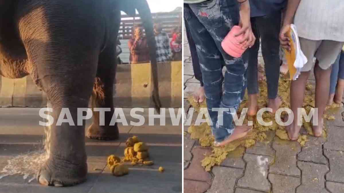 Mysuru’s Strange Ritual: People Rush to Step on Elephant Dung During Training Sessions