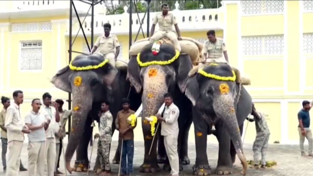 Mysuru Dasara Elephants Begin Third Phase of Training With Wooden Howdah Ahead of Vijayadashami