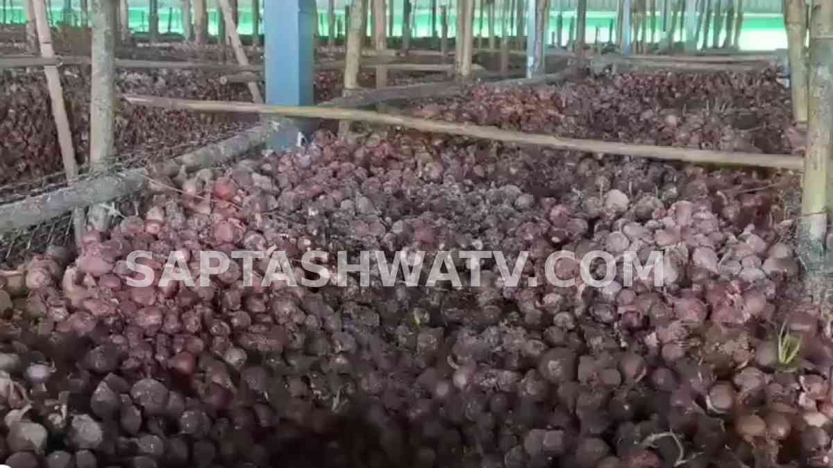 Nashik Onion Crisis: Crores Worth of Government Stock Rots in Warehouse as Prices Surge