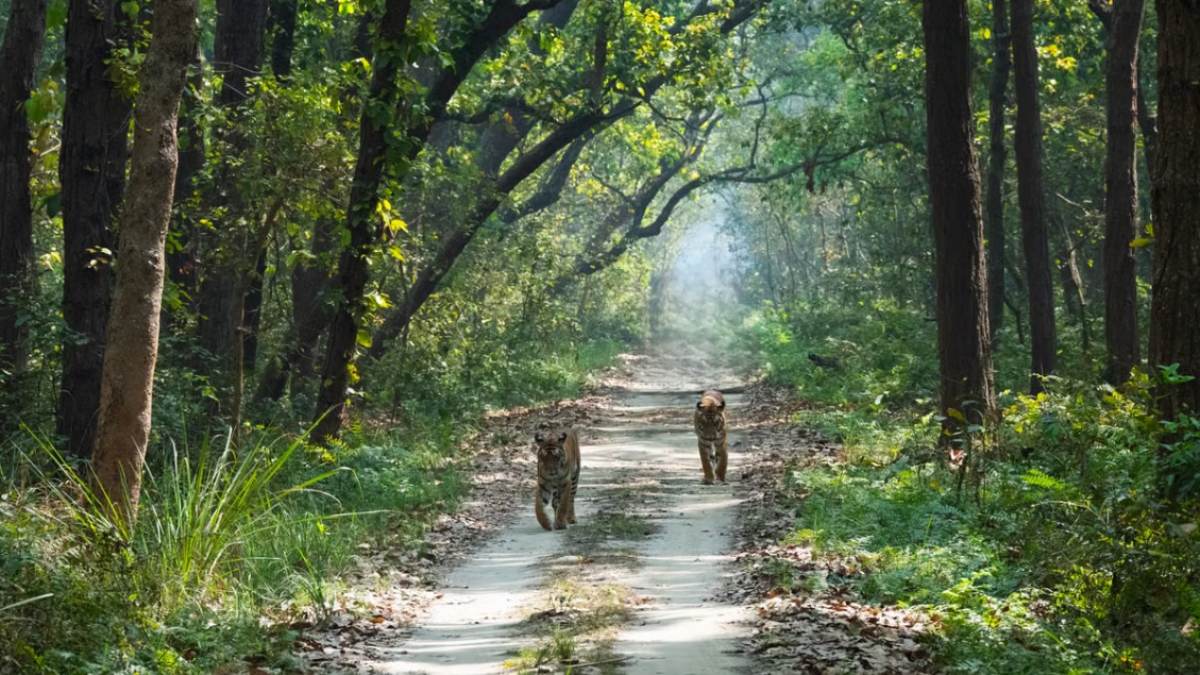 Planning A Tiger Safari? 8 Indian National Parks Reopening From October
