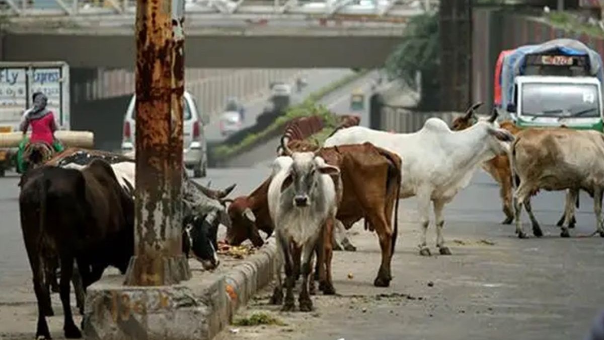NHAI Announces New Rules to Remove Stray Animals | Photo Credit: https://x.com/IndianTechGuide