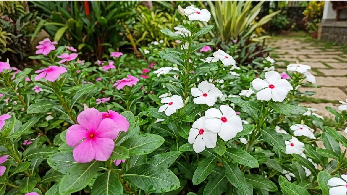 ನಿತ್ಯಪುಷ್ಪ ಕಷಾಯ ಕುಡಿದರೆ ಶುಗರ್-ಬಿಪಿ ಕಂಟ್ರೋಲ್ ಆಗುತ್ತಾ? ವೈದ್ಯಕೀಯ ಮಾಹಿತಿ ಇಲ್ಲಿದೆ!!