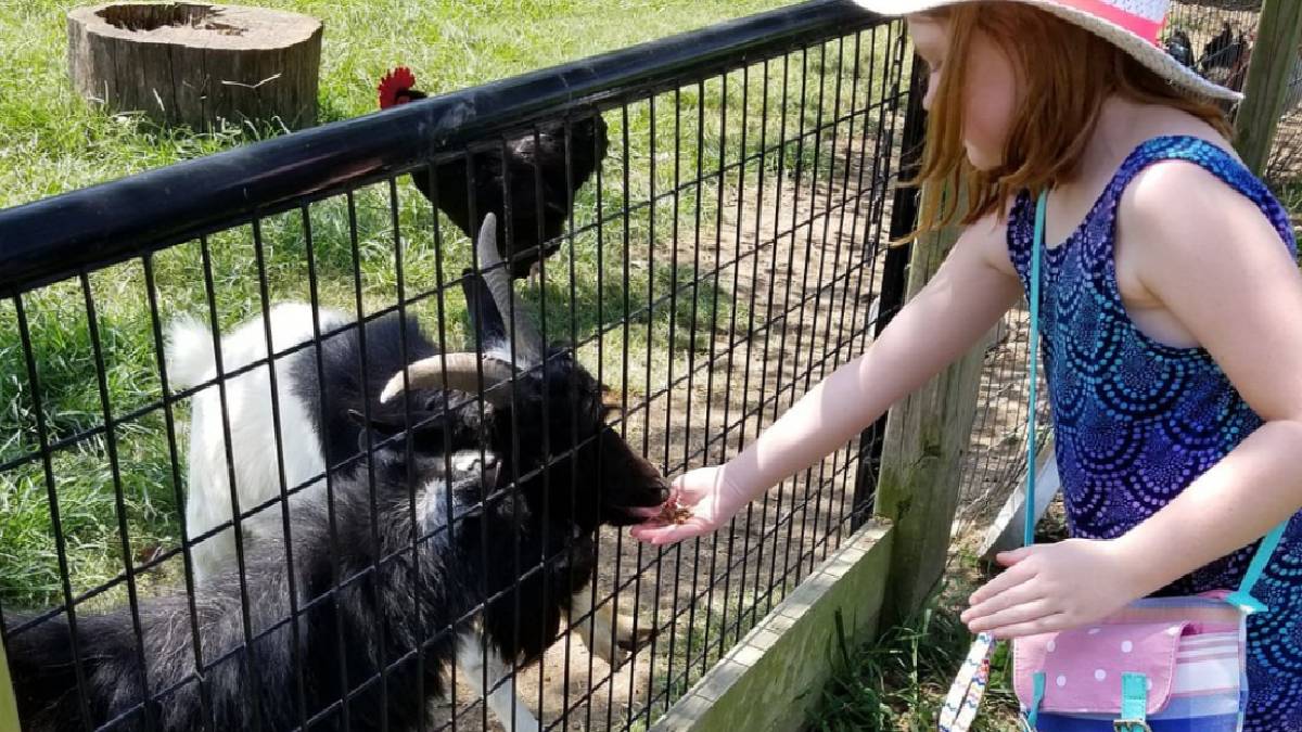 Rabies Alert in North Carolina: Baby Goats Infected After Skunk Enters Petting Zoo Pen