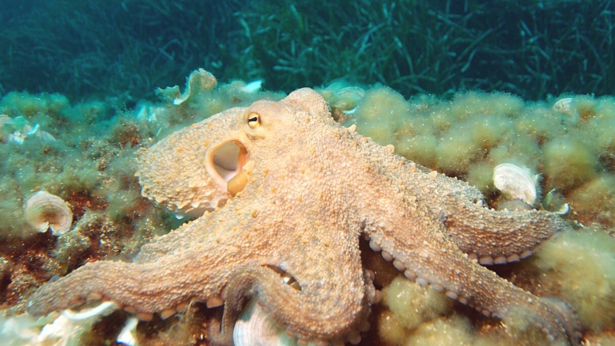 Octopus Boom in British Waters: How Warming Seas Are Reshaping England’s Fisheries