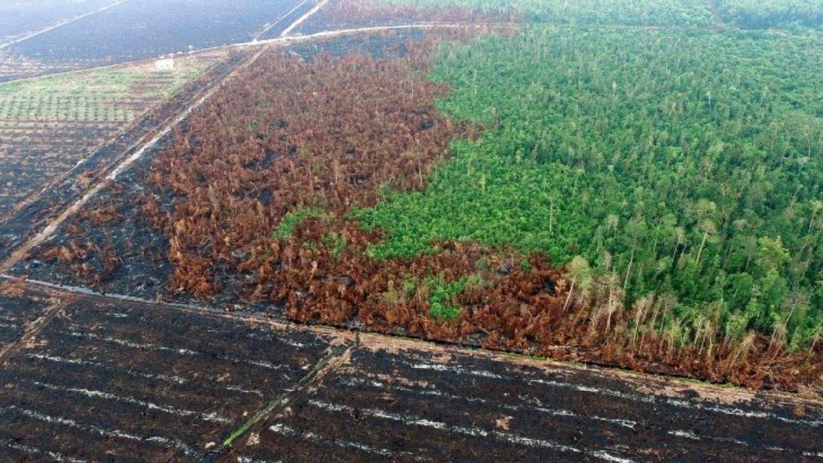 Borneo Wildfires Leave Orangutans Starving as Forests Burn Near Palm Oil Plantations