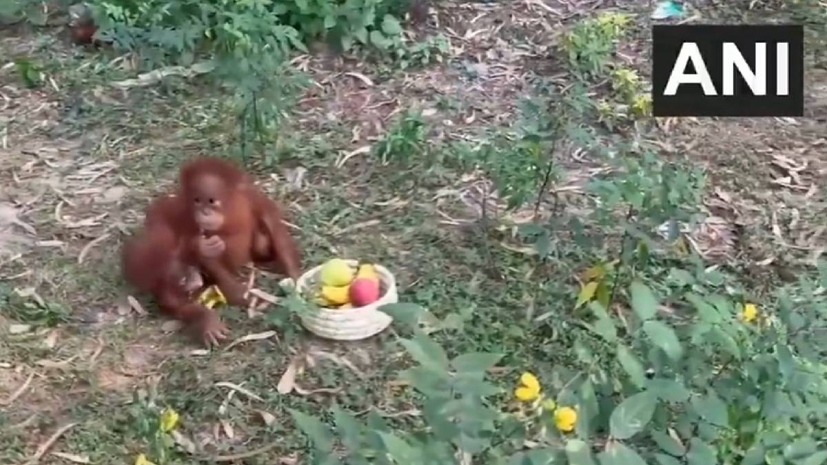 Five Baby Orangutans Rescued in Odisha Forest: Suspected Wildlife Trafficking Network Under Scanner