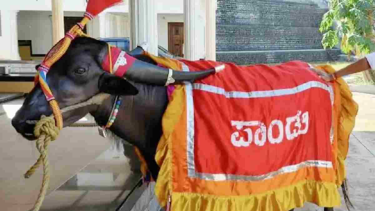 Kambala’s Famous Buffalo Pando Dies at 26, Thousands of Fans Attend Last Rites in Udupi