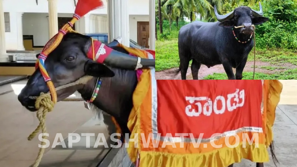 ತುಳುನಾಡಿನ ಕಂಬಳ ಲೋಕಕ್ಕೆ ಆಘಾತ - ಪ್ರಸಿದ್ಧ ಕೋಣ ‘ನಂದಳಿಕೆ ಪಾಂಡು’ ಇನ್ನಿಲ್ಲ!!