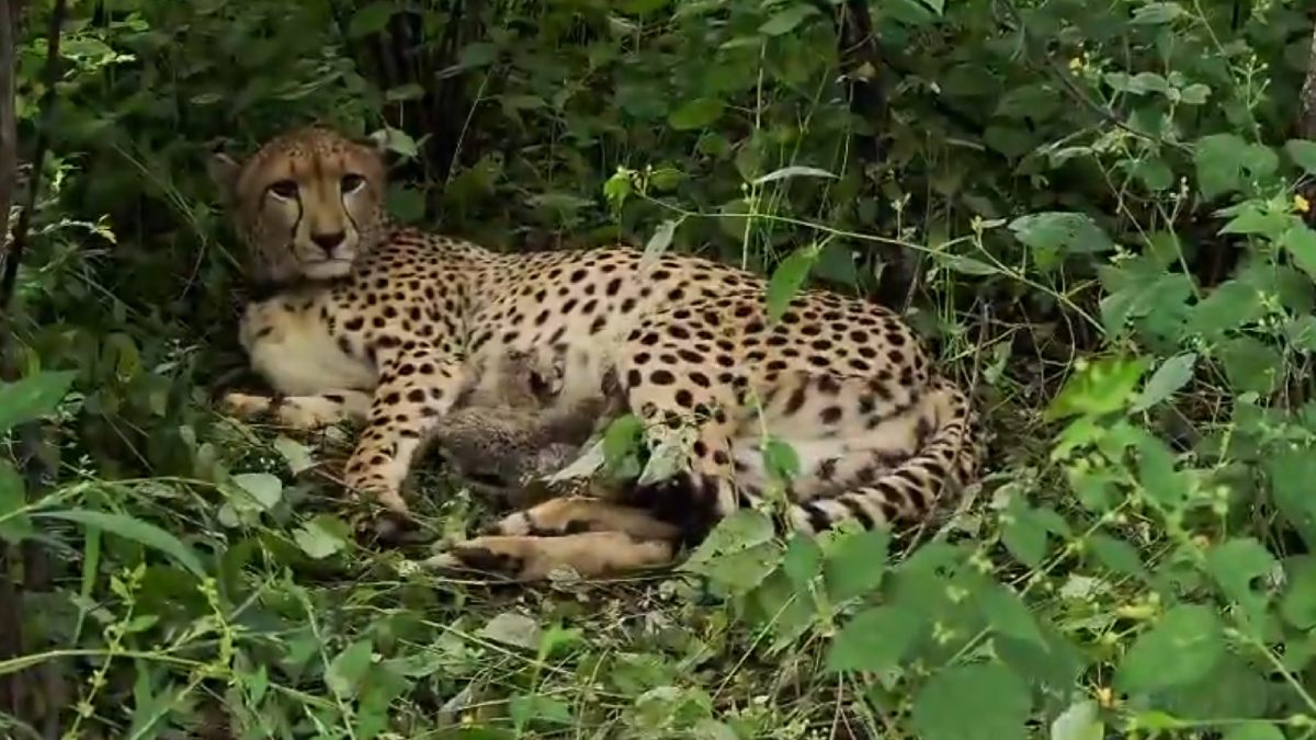Project Cheetah Completes Four Years: KGP12’s Historic Four-Cub Birth Highlights India’s Cheetah Conservation Journey