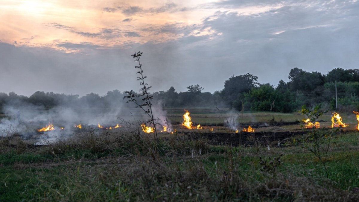 Punjab To Use Drones To Track Stubble Burning In Real Time During Paddy Harvest