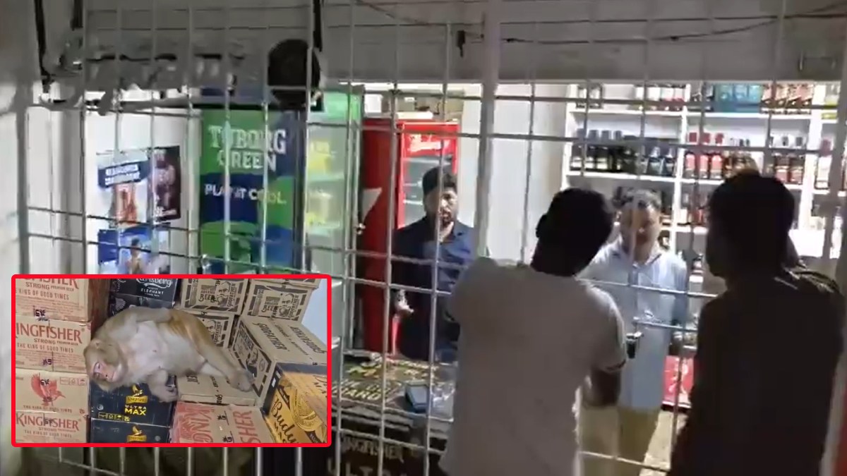 Ranchi Monkey Drinks Liquor at Shop, Falls Asleep; Video Goes Viral
