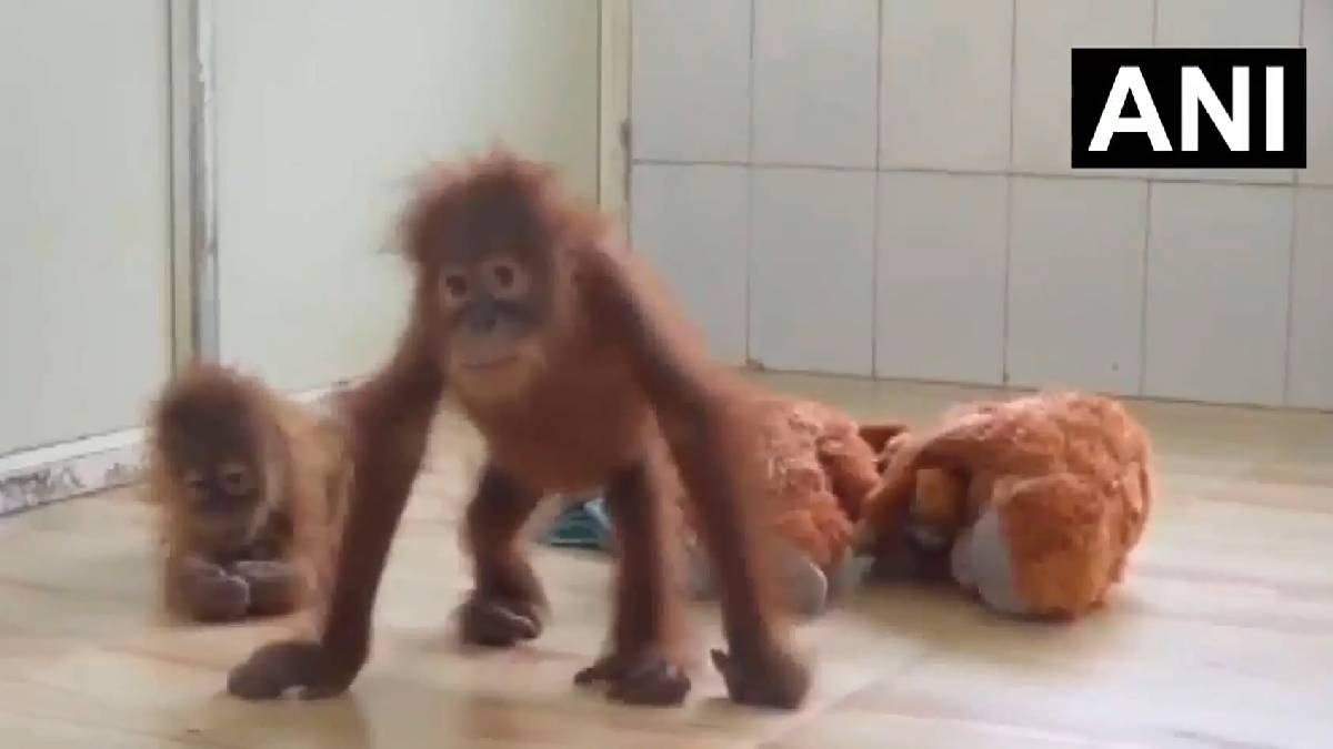 5 Orangutans Rescued in Balasore Kept in Quarantine at Nandankanan Zoo | Photo Credit: https://x.com/ANI