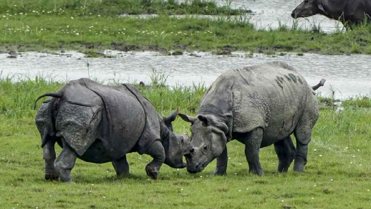 From Zero to 50+: Rhinos Make a Remarkable Comeback in Assam’s Manas
