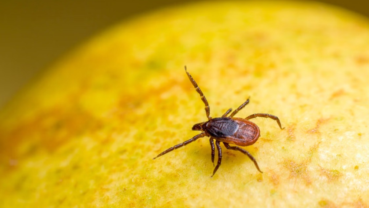Scrub Typhus Cases Return In Ghaziabad: What Is The Infection And How Does It Spread?