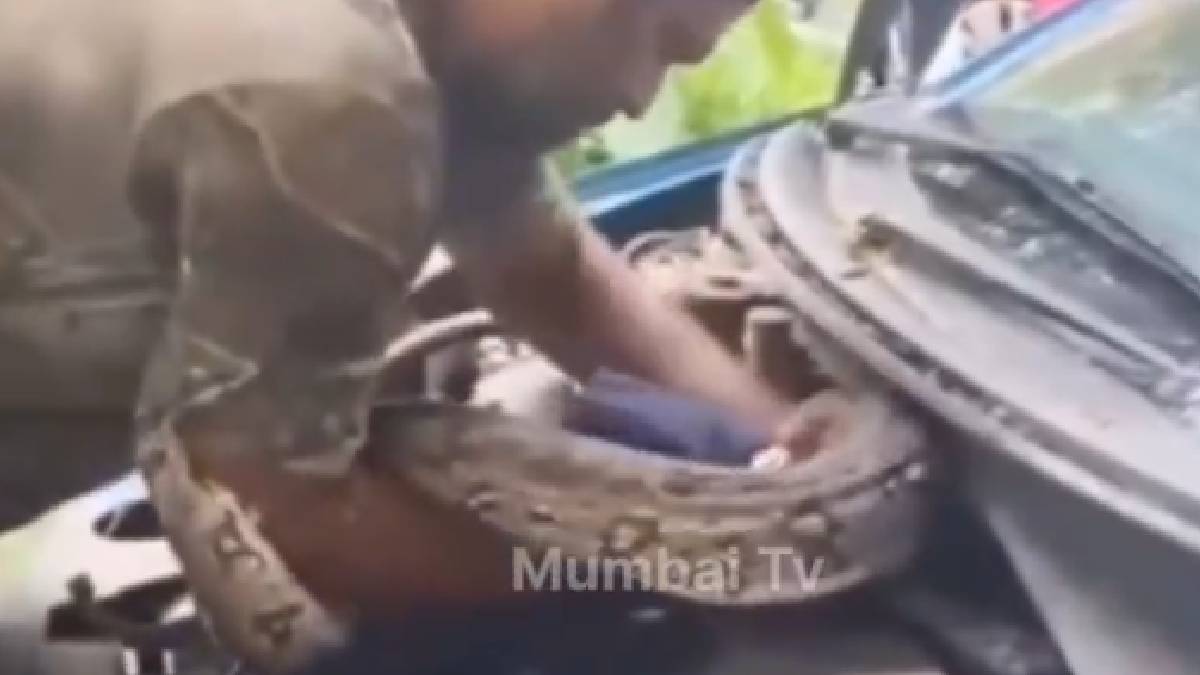 ಕಾರಿನ ಬಾನೆಟ್‌ನಲ್ಲಿ 7 ಅಡಿ ಹೆಬ್ಬಾವು | Photo Credit: https://x.com/tv_mumbai